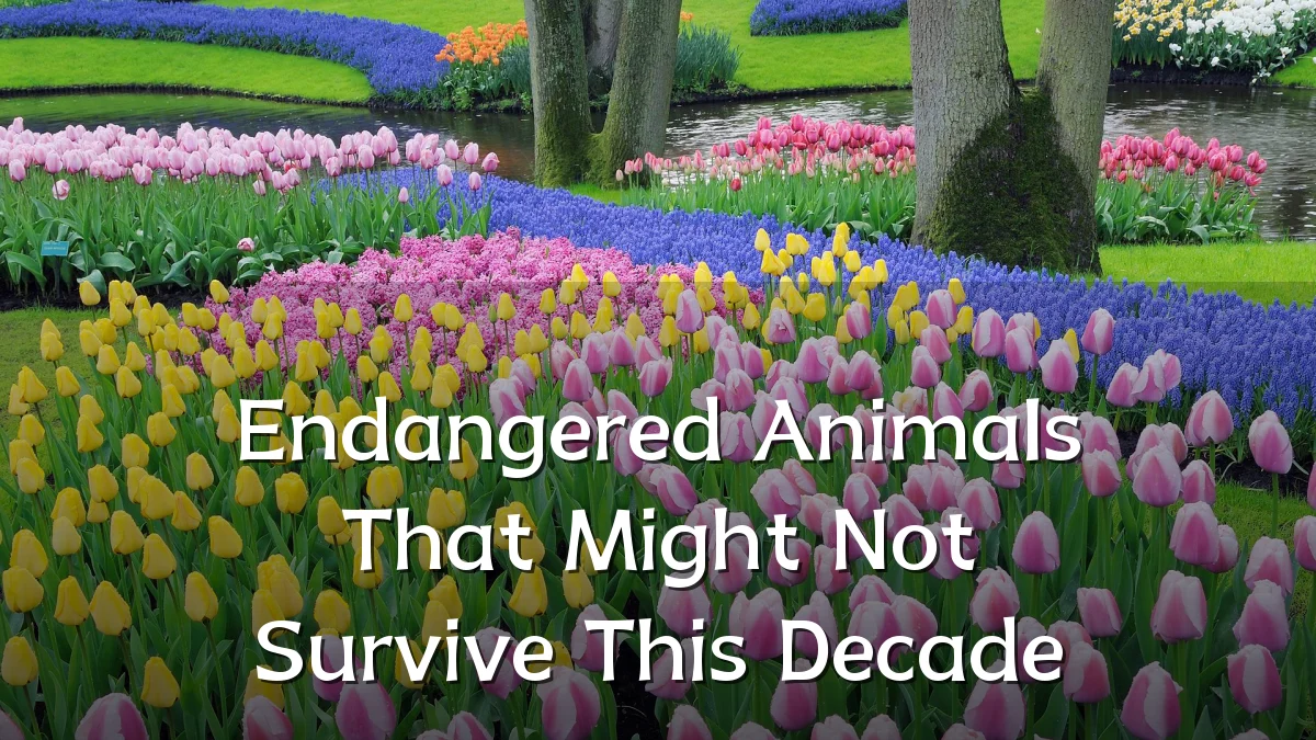 Endangered Animals That Might Not Survive This Decade